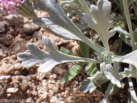 Evermann's chaenactis, Evermann's pincushion (<em>Chaenactis evermannii</em>)