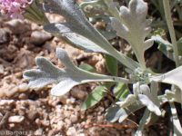 Evermann's chaenactis, Evermann's pincushion (<em>Chaenactis evermannii</em>)