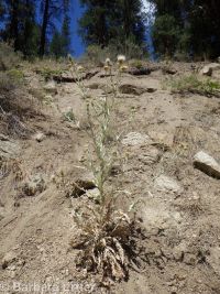 Greene's thistle, Jackson Hole thistle (<em>Cirsium inamoenum var. inamoenum</em>)