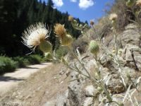 Greene's thistle, Jackson Hole thistle (<em>Cirsium inamoenum var. inamoenum</em>)