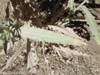 Greene's thistle, Jackson Hole thistle (<em>Cirsium inamoenum var. inamoenum</em>)