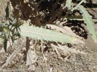 Greene's thistle, Jackson Hole thistle (<em>Cirsium inamoenum var. inamoenum</em>)