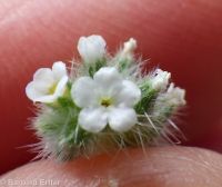 Watson's cryptantha (<em>Cryptantha watsonii</em>)