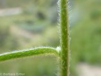 Watson's cryptantha (<em>Cryptantha watsonii</em>)