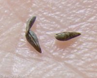 Watson's cryptantha (<em>Cryptantha watsonii</em>)