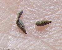 Watson's cryptantha (<em>Cryptantha watsonii</em>)