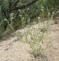 Watson's cryptantha (<em>Cryptantha watsonii</em>)