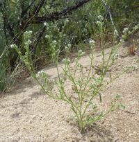 Watson's cryptantha (<em>Cryptantha watsonii</em>)