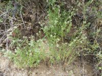 Watson's cryptantha (<em>Cryptantha watsonii</em>)