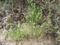 Watson's cryptantha (<em>Cryptantha watsonii</em>)