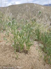 Watson's cryptantha (<em>Cryptantha watsonii</em>)