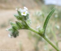 Watson's cryptantha (<em>Cryptantha watsonii</em>)