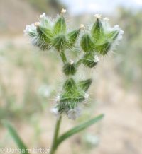Watson's cryptantha (<em>Cryptantha watsonii</em>)