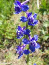 slim or dwarf larkspur (<em>Delphinium depauperatum</em>)