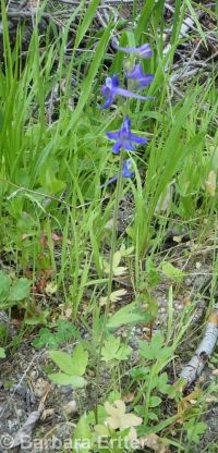 slim or dwarf larkspur (<em>Delphinium depauperatum</em>)