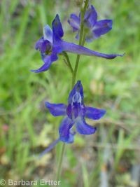 slim or dwarf larkspur (<em>Delphinium depauperatum</em>)
