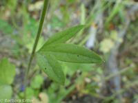 slim or dwarf larkspur (<em>Delphinium depauperatum</em>)
