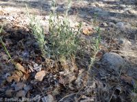 shrubby willow-herb (<em>Epilobium suffruticosum</em>)