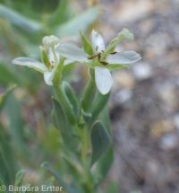 shrubby willow-herb (<em>Epilobium suffruticosum</em>)