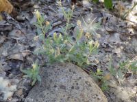 shrubby willow-herb (<em>Epilobium suffruticosum</em>)