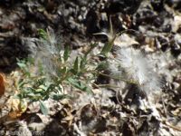 shrubby willow-herb (<em>Epilobium suffruticosum</em>)