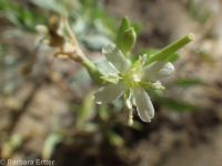 shrubby willow-herb (<em>Epilobium suffruticosum</em>)