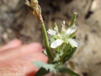 shrubby willow-herb (<em>Epilobium suffruticosum</em>)