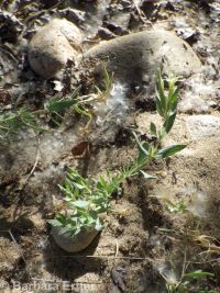 shrubby willow-herb (<em>Epilobium suffruticosum</em>)