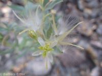 shrubby willow-herb (<em>Epilobium suffruticosum</em>)