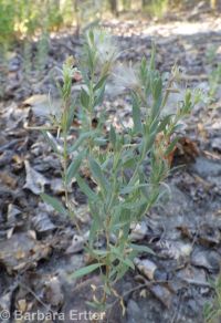 shrubby willow-herb (<em>Epilobium suffruticosum</em>)