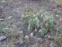 shrubby willow-herb (<em>Epilobium suffruticosum</em>)