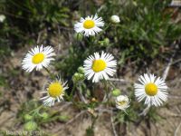 annual fleabane (<em>Erigeron annuus</em>)