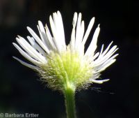 annual fleabane (<em>Erigeron annuus</em>)