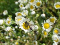 annual fleabane (<em>Erigeron annuus</em>)