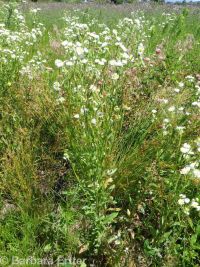 prairie or daisy fleabane (<em>Erigeron strigosus var. septentrionalis</em>)