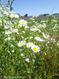prairie or daisy fleabane (<em>Erigeron strigosus var. septentrionalis</em>)