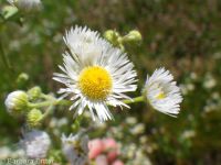 prairie or daisy fleabane (<em>Erigeron strigosus var. septentrionalis</em>)