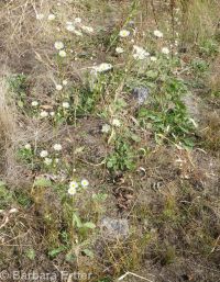 prairie or daisy fleabane (<em>Erigeron strigosus var. septentrionalis</em>)