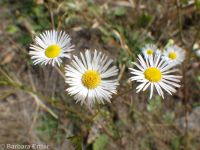 prairie or daisy fleabane (<em>Erigeron strigosus var. septentrionalis</em>)