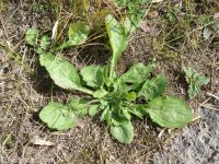 prairie or daisy fleabane (<em>Erigeron strigosus var. septentrionalis</em>)