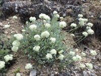 branched cushion buckwheat (<em>Eriogonum ovalifolium var. pansum</em>)