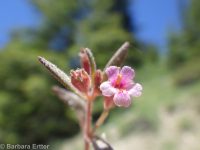 Brewer's monkeyflower (<em>Erythranthe breweri</em>)