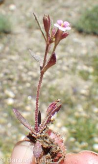 Brewer's monkeyflower (<em>Erythranthe breweri</em>)