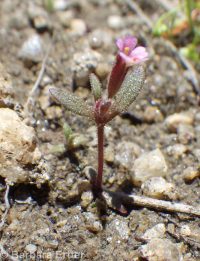 Brewer's monkeyflower (<em>Erythranthe breweri</em>)