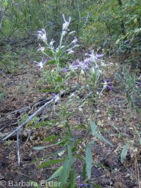 elegant aster (<em>Eucephalus elegans</em>)