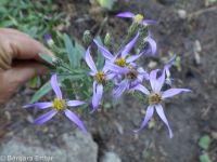 elegant aster (<em>Eucephalus elegans</em>)