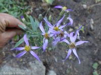 elegant aster (<em>Eucephalus elegans</em>)