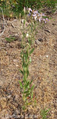 elegant aster (<em>Eucephalus elegans</em>)