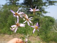 elegant aster (<em>Eucephalus elegans</em>)