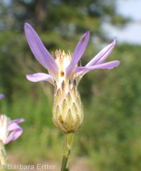 elegant aster (<em>Eucephalus elegans</em>)